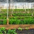greenhouse-3247181_1280